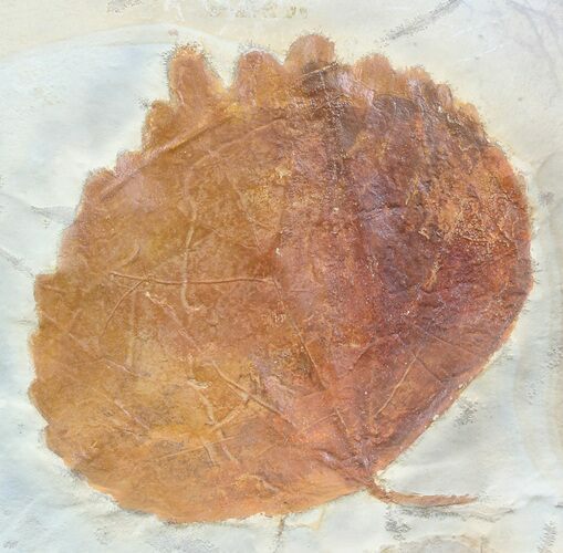Fossil Leaf (Zizyphoides) - Montana #53291